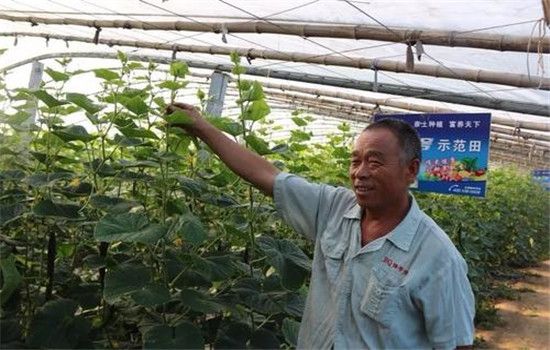 黄瓜栽培技术与管理：育苗、定植与管理 第3张