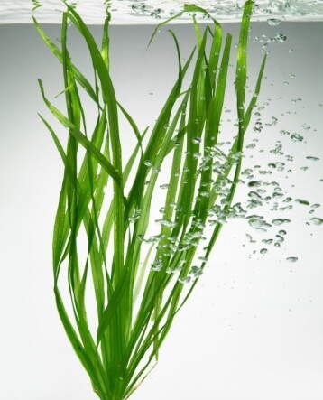 腸胃決定健康 - Chlorella - 綠醫(yī)綠藻（小球藻）總經(jīng)銷
