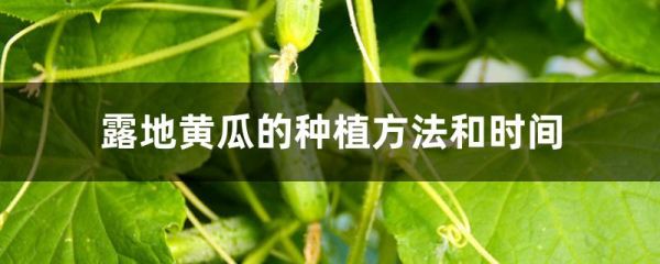 露地黃瓜的種植方法和時(shí)間