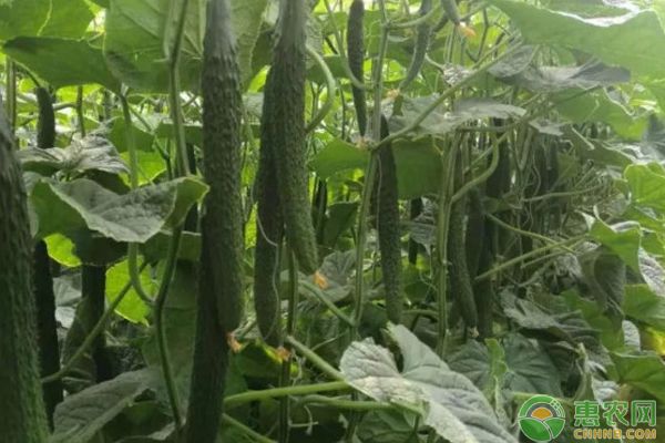 黃瓜的種植方法-圖片版權(quán)歸惠農(nóng)網(wǎng)所有