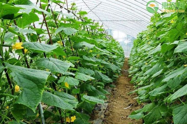 黃瓜的種植方法-圖片版權(quán)歸惠農(nóng)網(wǎng)所有