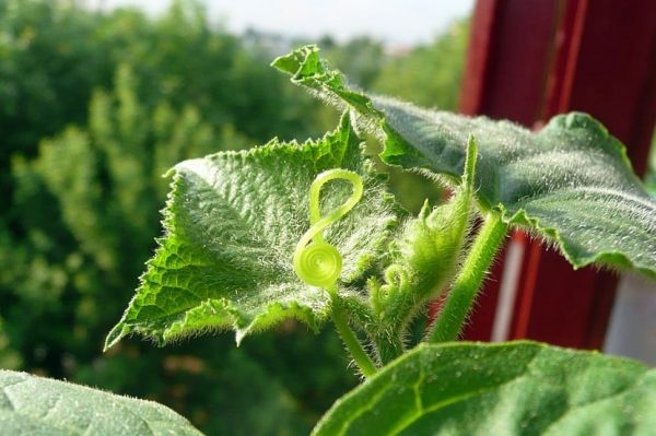 cultivo del pepino
