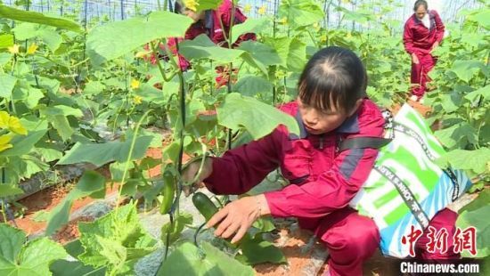 圖為江西撫州市臨川區(qū)寶陽農(nóng)業(yè)專業(yè)合作社種植基地內(nèi)，農(nóng)戶正在采摘黃瓜。章文鋒 攝