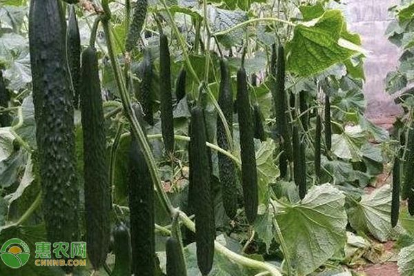 黃瓜種植技術和時間-圖片版權歸惠農網所有