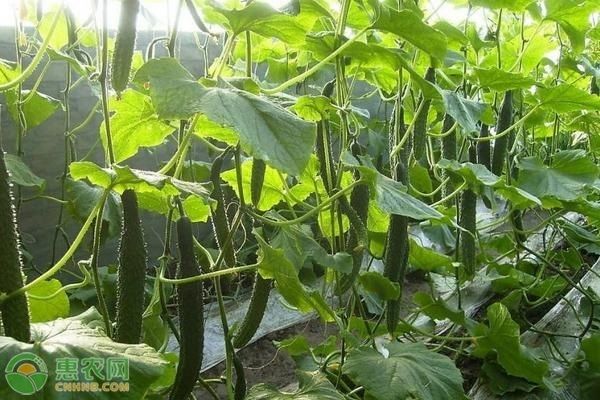 黃瓜種植技術和時間-圖片版權歸惠農網所有