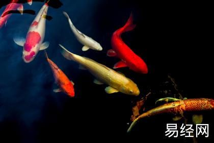 【易经手相】手上的健康线怎么看？【最新手相】