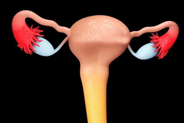 女性各年齡段內(nèi)外生殖器的變化 青春期女性生殖器官有什么變化 女性生殖器官的發(fā)育過(guò)程