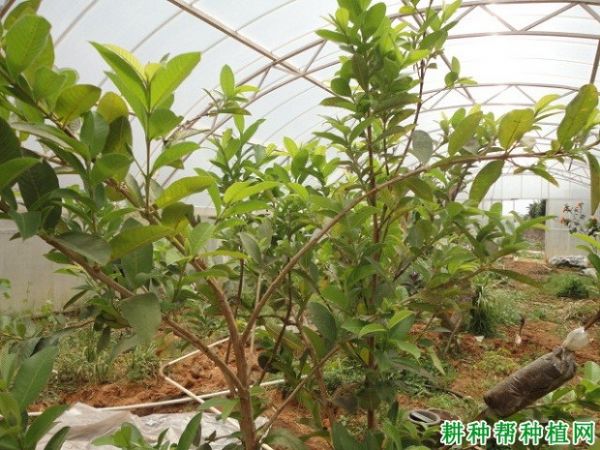 番石榴如何進(jìn)行捍插育苗？