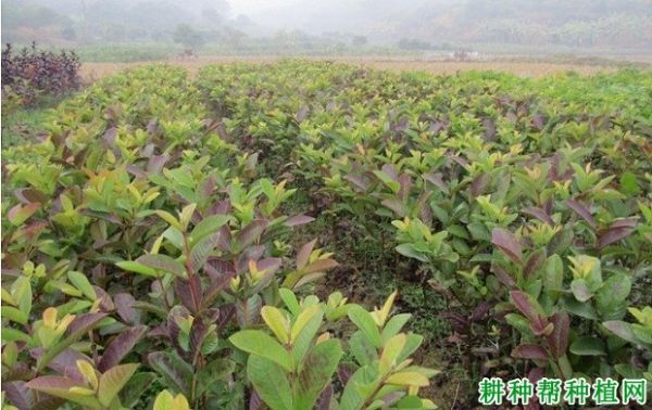 番石榴如何進(jìn)行捍插育苗？