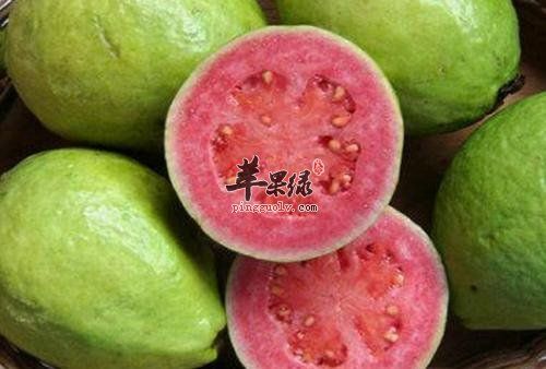服用番石榴葉也有禁忌 小心細(xì)節(jié)很重要
