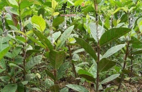 服用番石榴葉也有禁忌 小心細(xì)節(jié)很重要