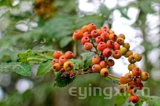 番石榴茶的功效與作用，番石榴茶