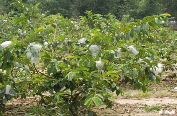 番石榴種植條件有哪些？