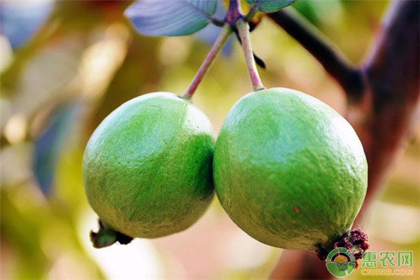 番石榴的高效種植技術(shù)及條件要點-圖片版權(quán)歸惠農(nóng)網(wǎng)所有