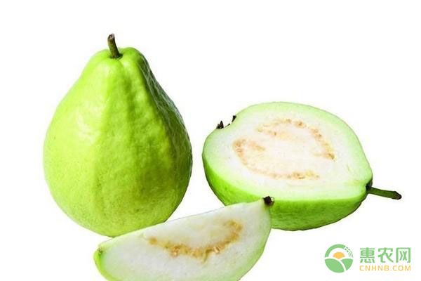 番石榴的高效種植技術(shù)及條件要點-圖片版權(quán)歸惠農(nóng)網(wǎng)所有