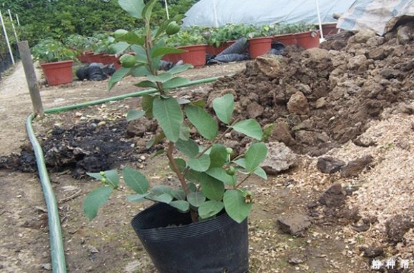 番石榴樹的最佳種植時(shí)間是什么幾月份？