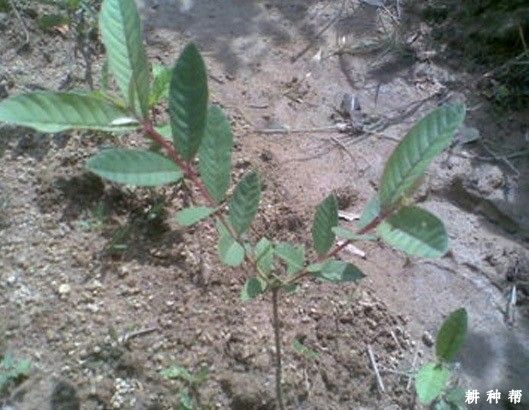 番石榴樹的最佳種植時(shí)間是什么幾月份？