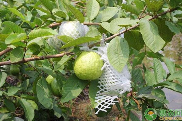 番石榴种植条件及栽培技术方法要点-图片版权归惠农网所有