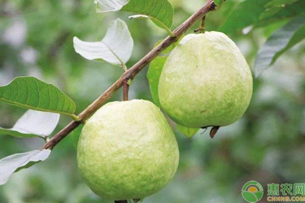 番石榴种植条件及栽培技术方法要点-图片版权归惠农网所有