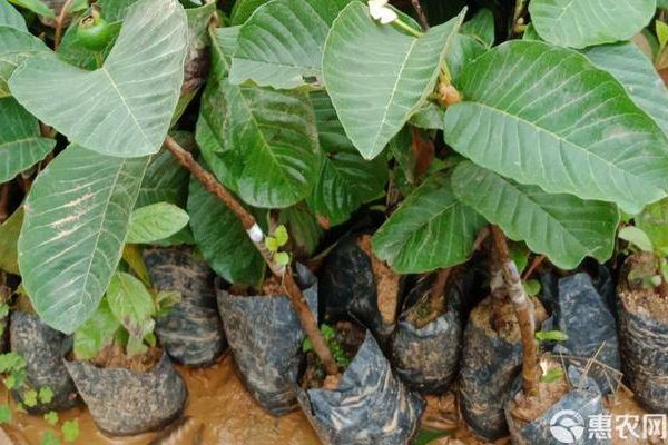 番石榴種植時(shí)間及方法-圖片版權(quán)歸惠農(nóng)網(wǎng)所有