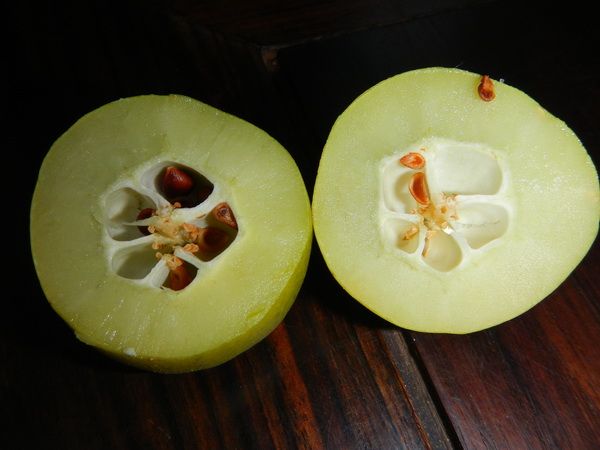 研究所報道了皺皮木瓜中酚類提取物的抗炎作用與機制