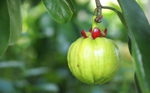 Garcinia Cambogia beneficios