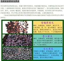 紫米，黑米的區(qū)別