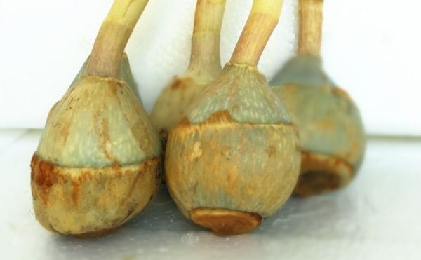 營養(yǎng)健康的家常菜有哪些？什么菜健康美味有營養(yǎng)？(1)