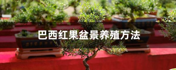巴西紅果盆景養(yǎng)殖方法