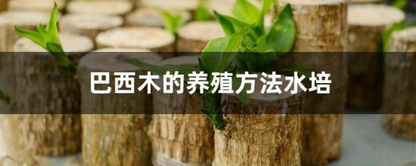巴西木的養(yǎng)殖方法水培