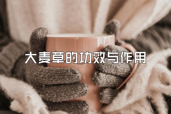 大麦草的功效与作用