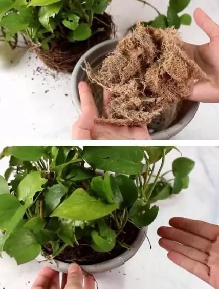 絲瓜是個(gè)寶，一根絲瓜=8味藥！太實(shí)用