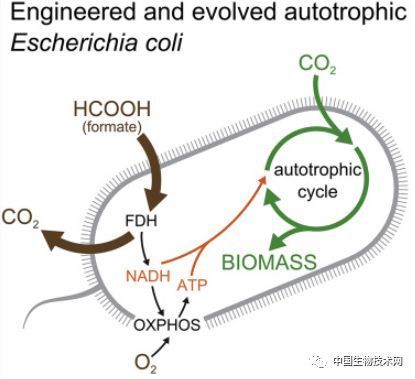 人工智能产业链联盟, 合成生物学壮举！让细菌进化成像植物一样的自养生物...