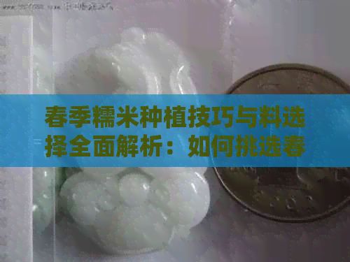 春季糯米種植技巧與料選擇全面解析：如何挑選春彩糯種料以確保高產(chǎn)