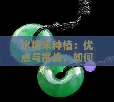 水糯米種植：優(yōu)點(diǎn)與挑戰(zhàn)，如何實(shí)現(xiàn)高產(chǎn)和品質(zhì)兼具？