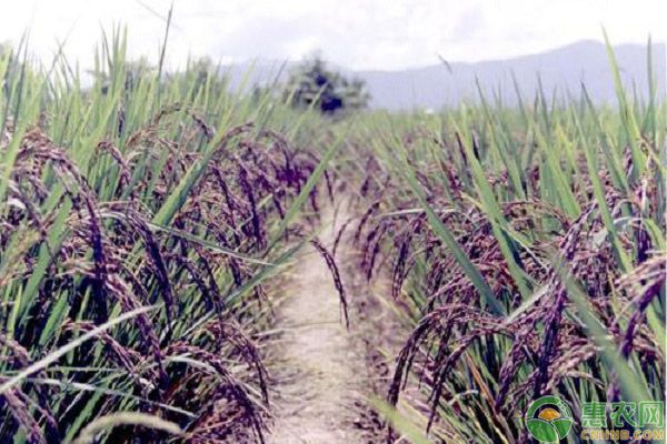 黑米如何種植?黑米的種植技術(shù)要點(diǎn)-圖片版權(quán)歸惠農(nóng)網(wǎng)所有
