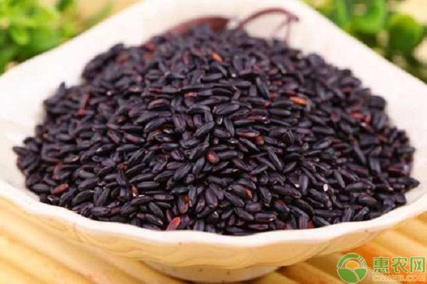黑米如何種植?黑米的種植技術(shù)要點(diǎn)-圖片版權(quán)歸惠農(nóng)網(wǎng)所有