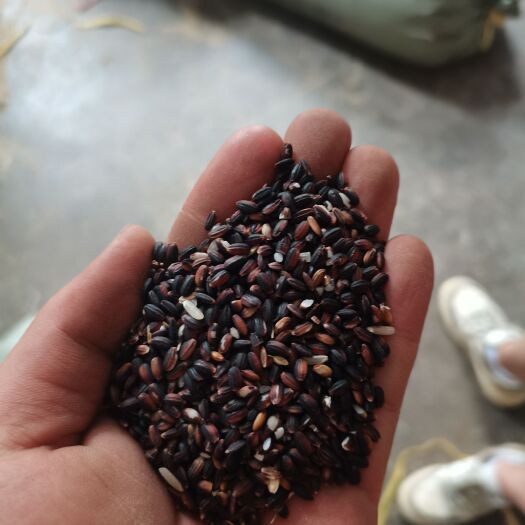 贵州原产地黑糯米圆粒