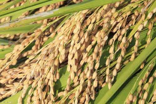 糯米稻播种育苗、插秧以及田间管理方法
