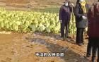 鬧大了！網(wǎng)民舉報弄虛作假“種白菜”套取補貼，官方回應(yīng)