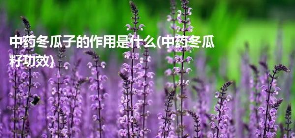 中藥冬瓜子的作用是什么(中藥冬瓜籽功效)