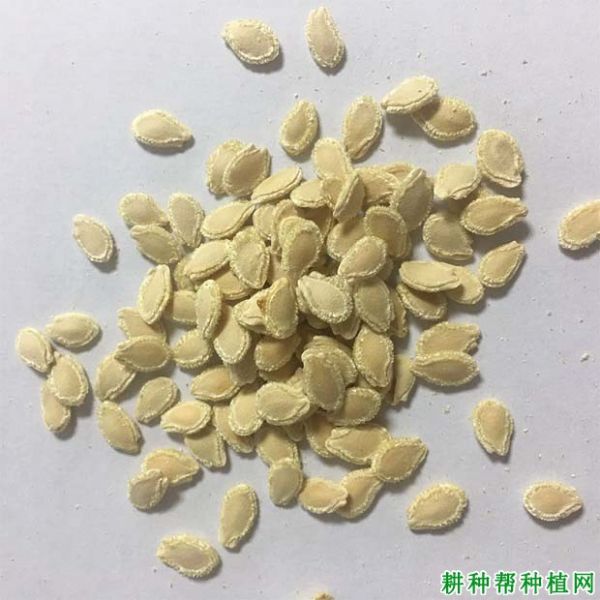 冬瓜子提取物有哪些?