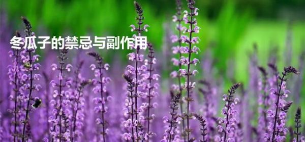 冬瓜子的禁忌與副作用
