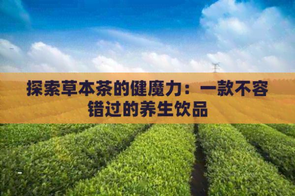 探索草本茶的健魔力：一款不容錯過的養(yǎng)生飲品