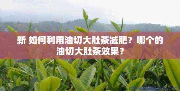 新 如何利用油切大肚茶减肥？哪个的油切大肚茶效果？