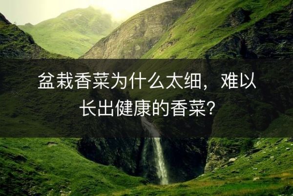 盆栽香菜為什么太細，難以長出健康的香菜？