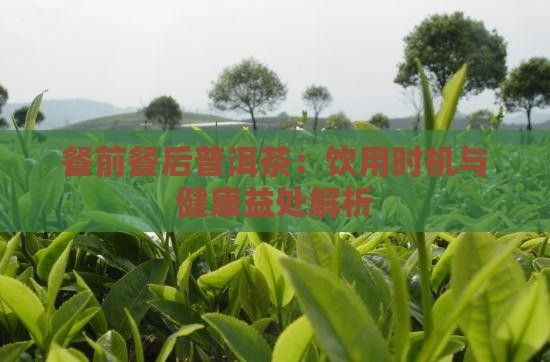 餐前餐后普洱茶：饮用时机与健康益处解析