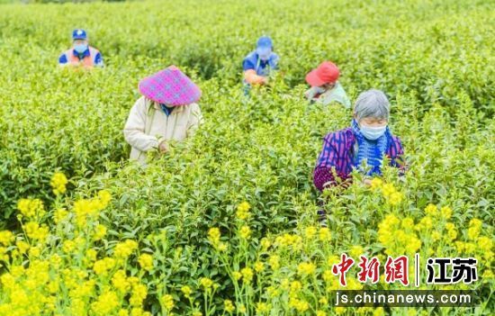 采茶工正在采茶。 滸墅關供圖