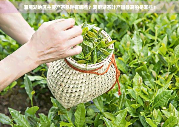 洞庭湖地區(qū)主要產(chǎn)茶品種有哪些？洞庭湖茶葉產(chǎn)量更高的是哪些？