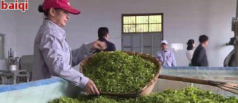 洞庭湖產什么茶